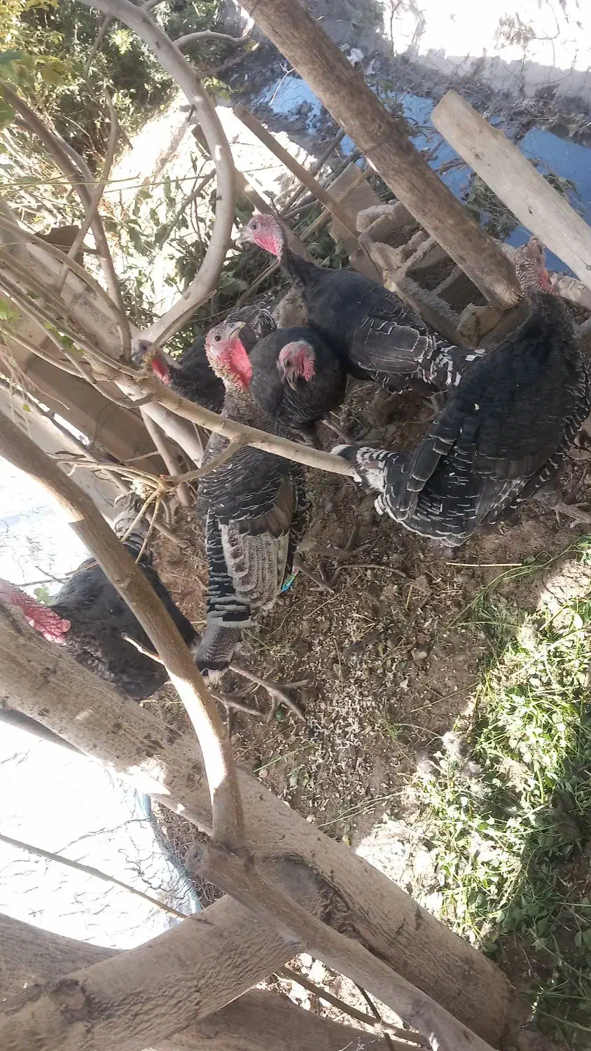 بوقلمون|حیوانات مزرعه|لردگان, |دیوار