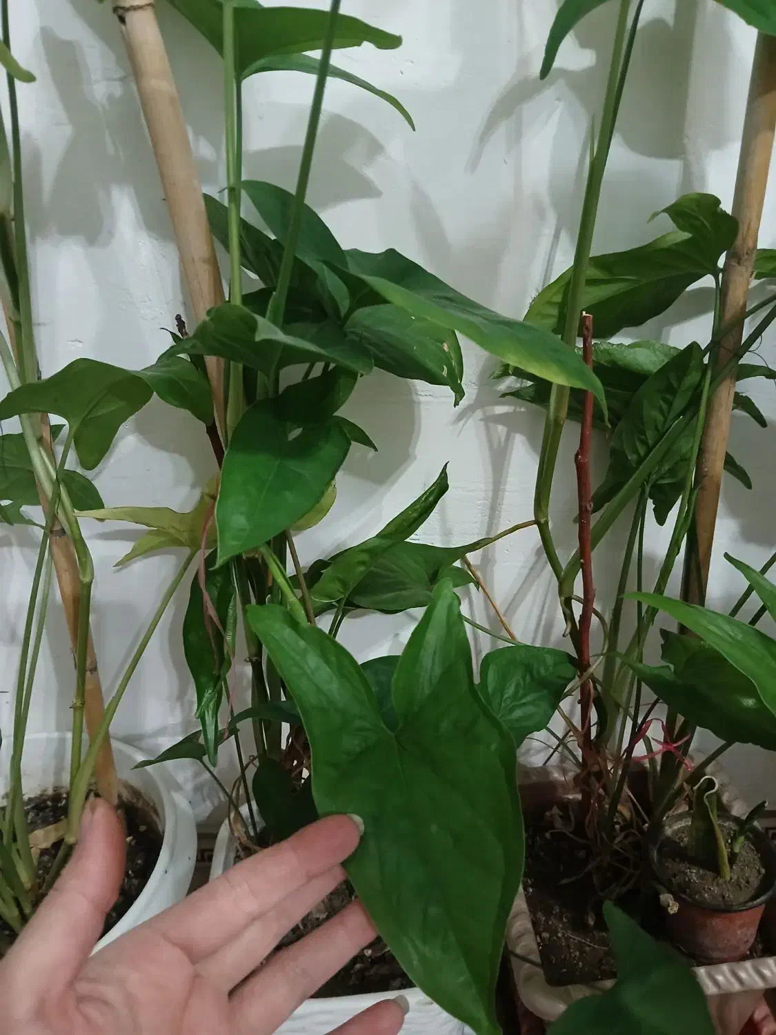 گل های پتوس|حراج|آستانه اشرفیه, |دیوار