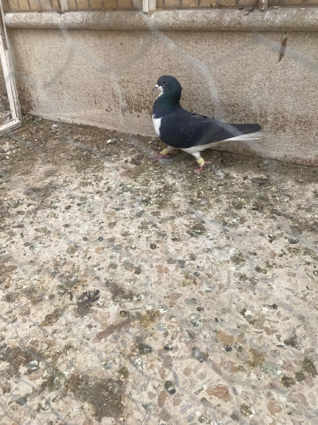 کفتر|پرنده|شیراز, سینما سعدی|دیوار