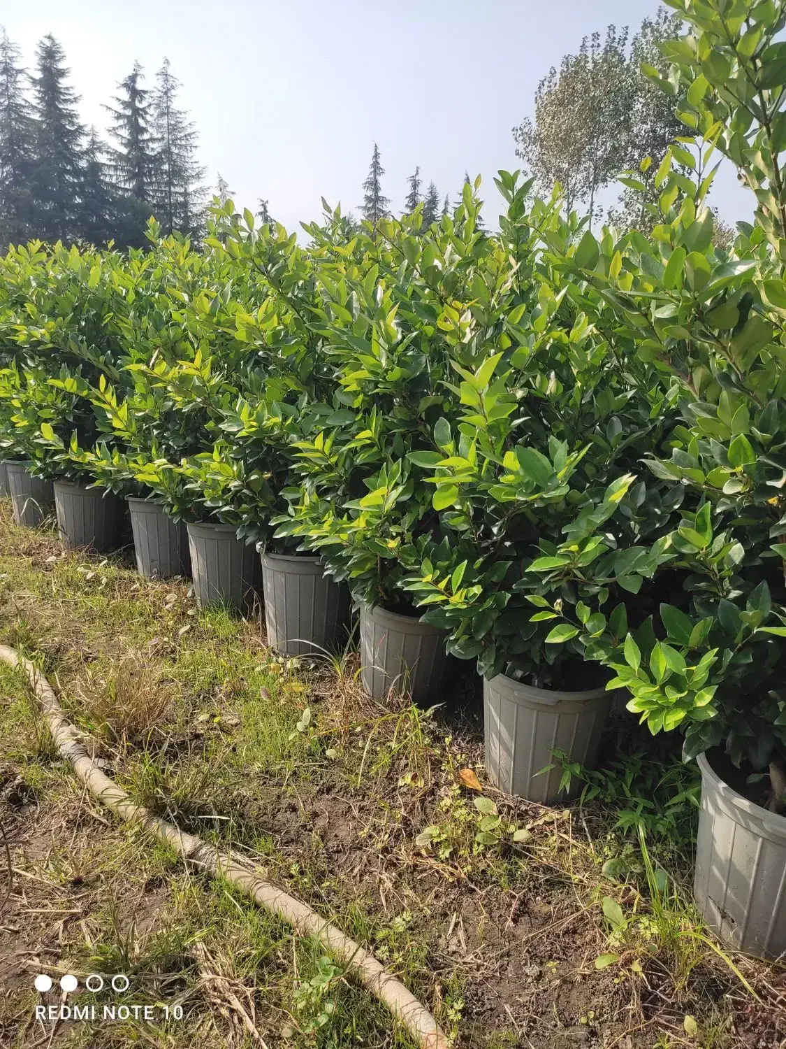 گل یاس|گل و گیاه طبیعی|نشتارود, |دیوار