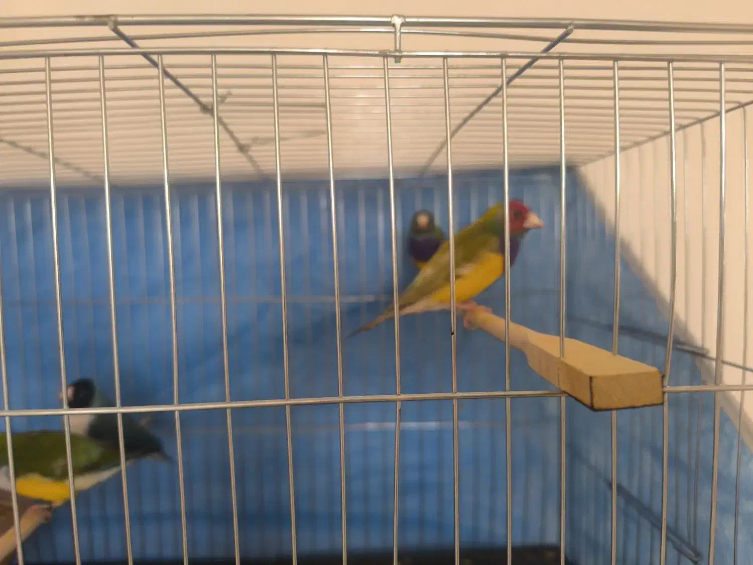 فنچ گلدین مست مست|پرنده|تهران, باغ فیض|دیوار