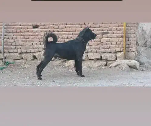 سگ گله ای و نگهبان|سگ|کرمان, |دیوار