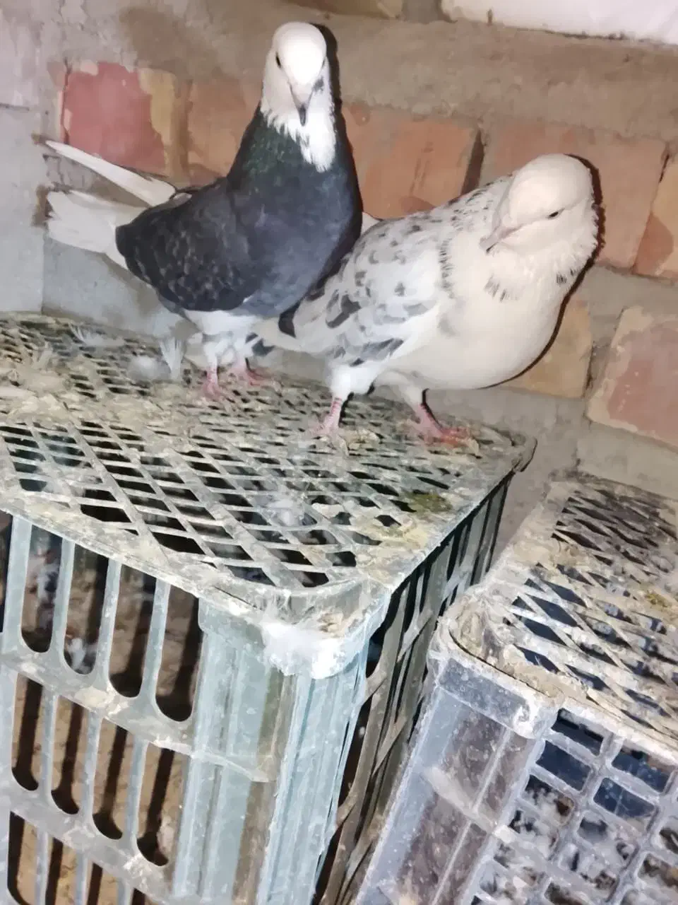 ایرانی اصیل|پرنده|کهنوج, |دیوار