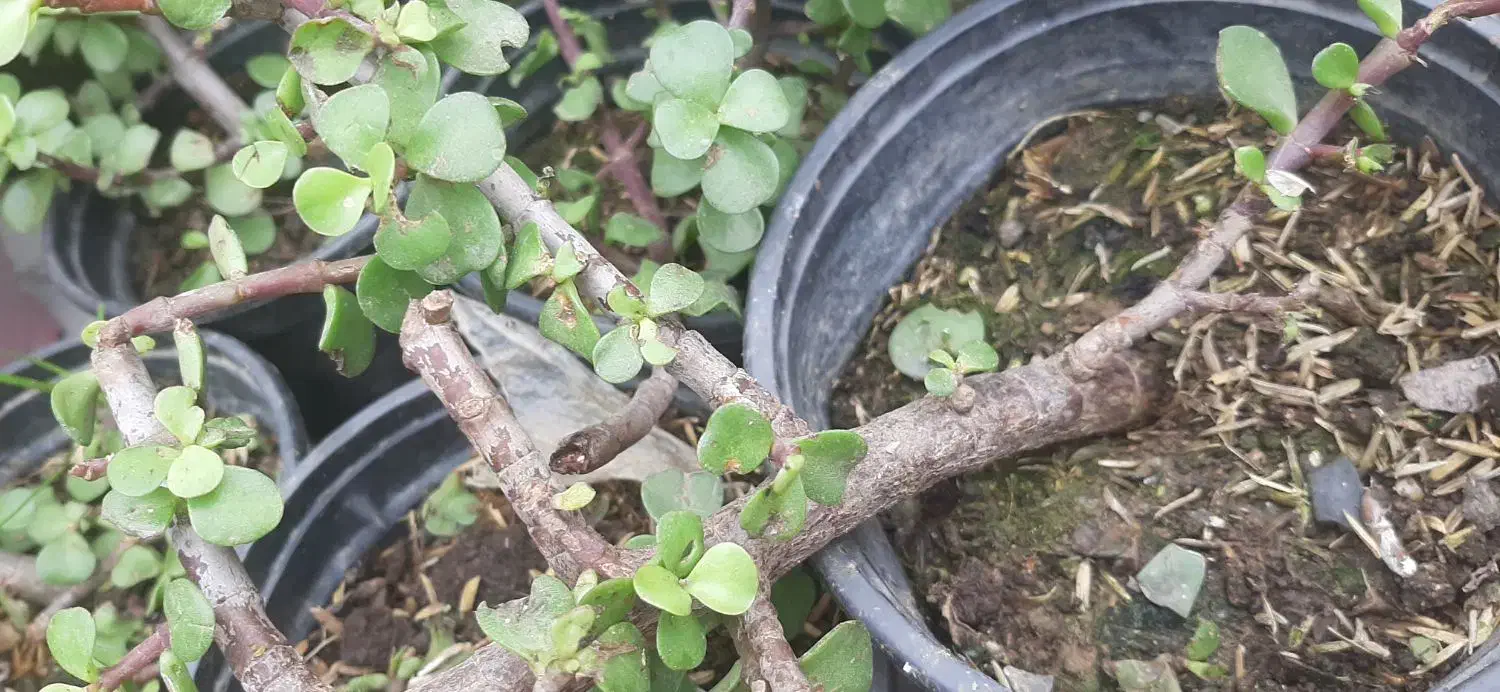 گلهای طبیعی|گل و گیاه طبیعی|رشت, خمیران زاهدان|دیوار