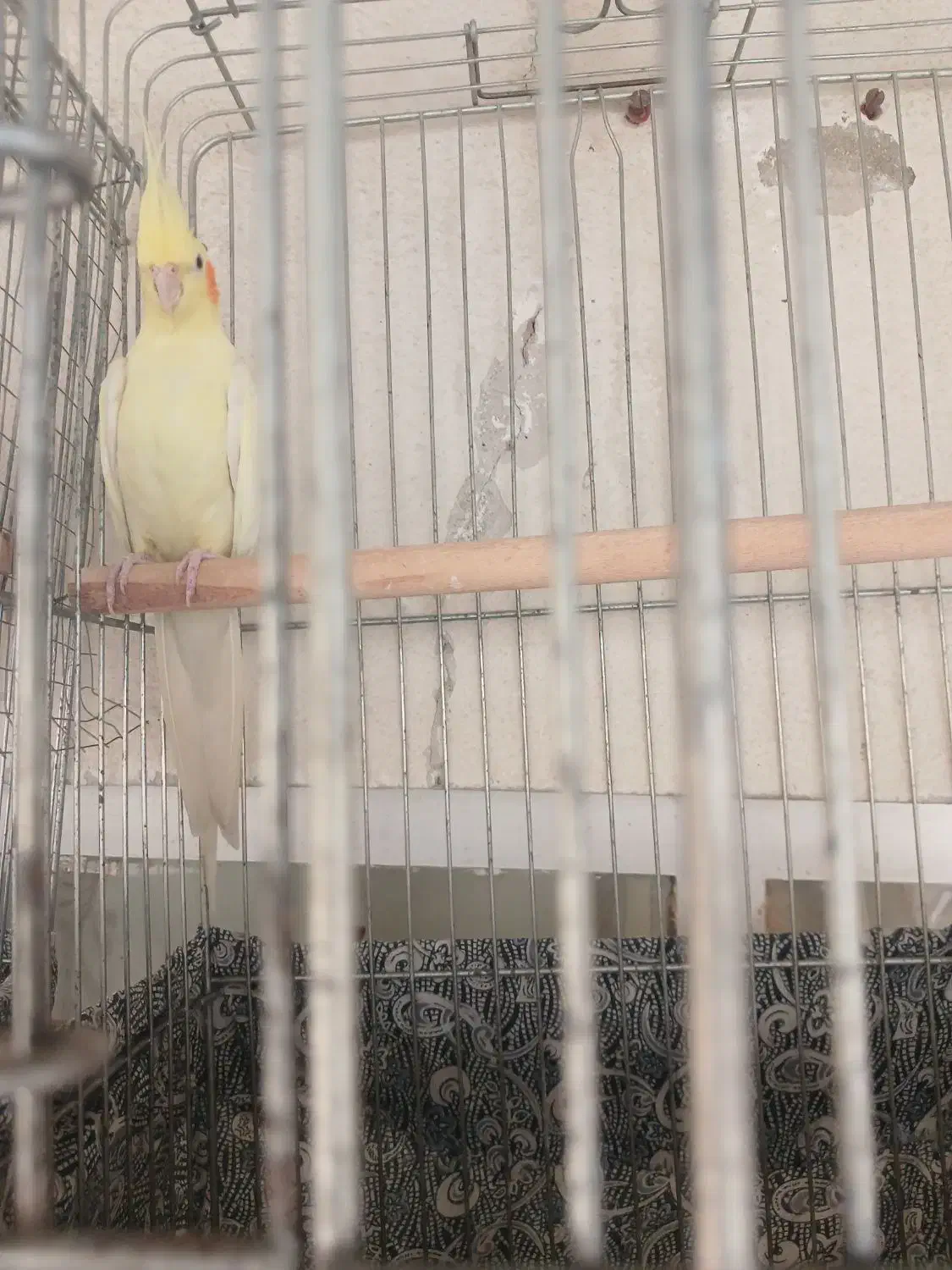 عروس هلندی|پرنده|شهریار, رضی آباد بالا|دیوار