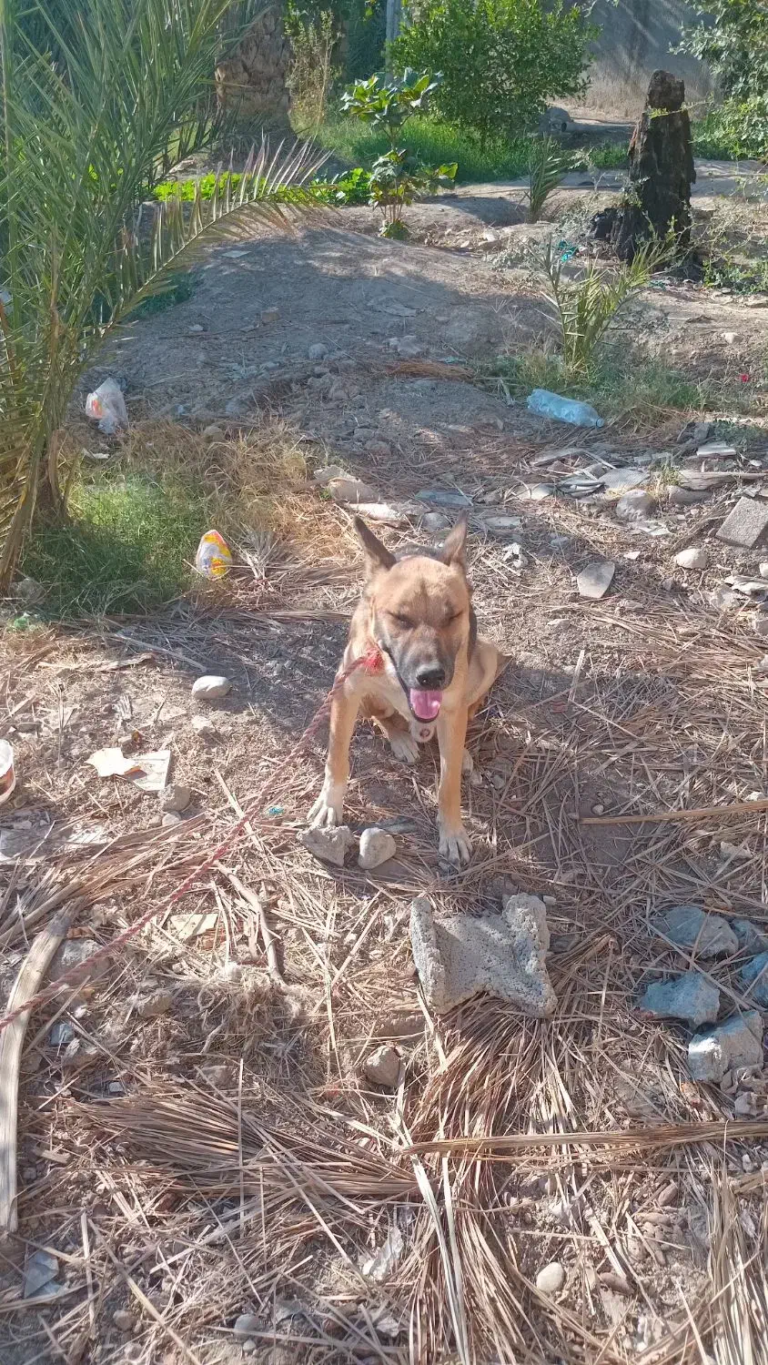 سگ ژرمن|سگ|حاجی آباد, |دیوار