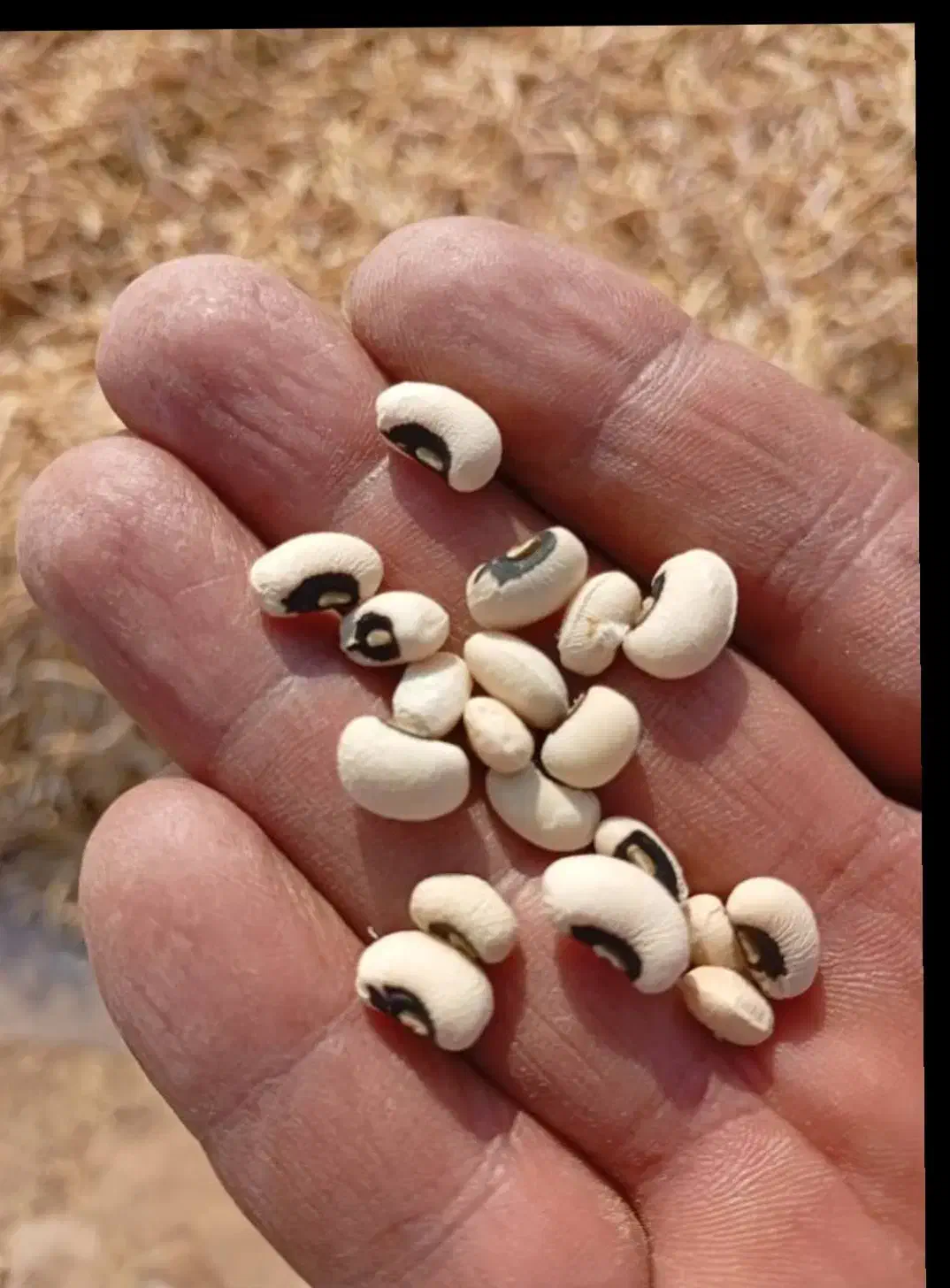 لوبیا ۱تن|عمدهفروشی|شادگان, |دیوار