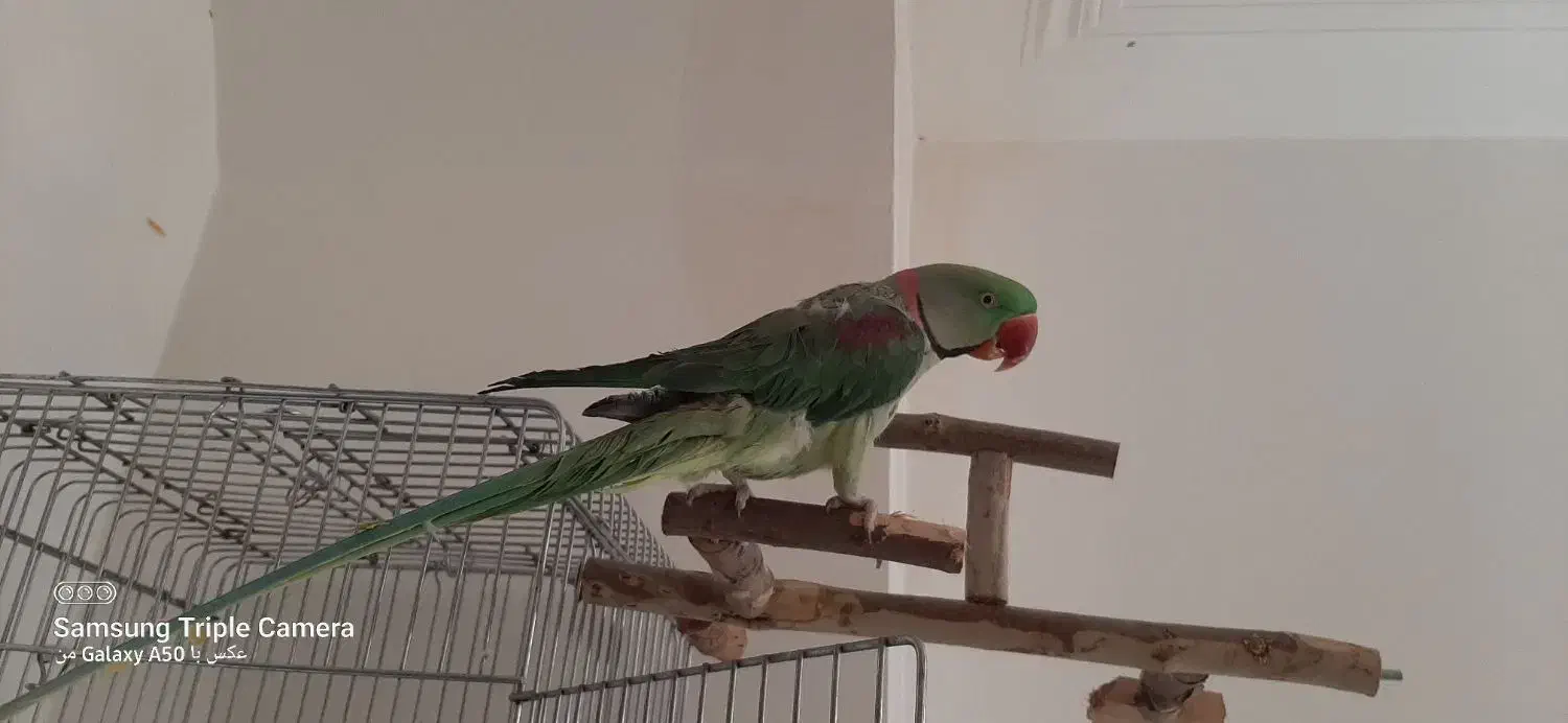 شاه طوطی|پرنده|صدرا-فارس, فاز ۱|دیوار