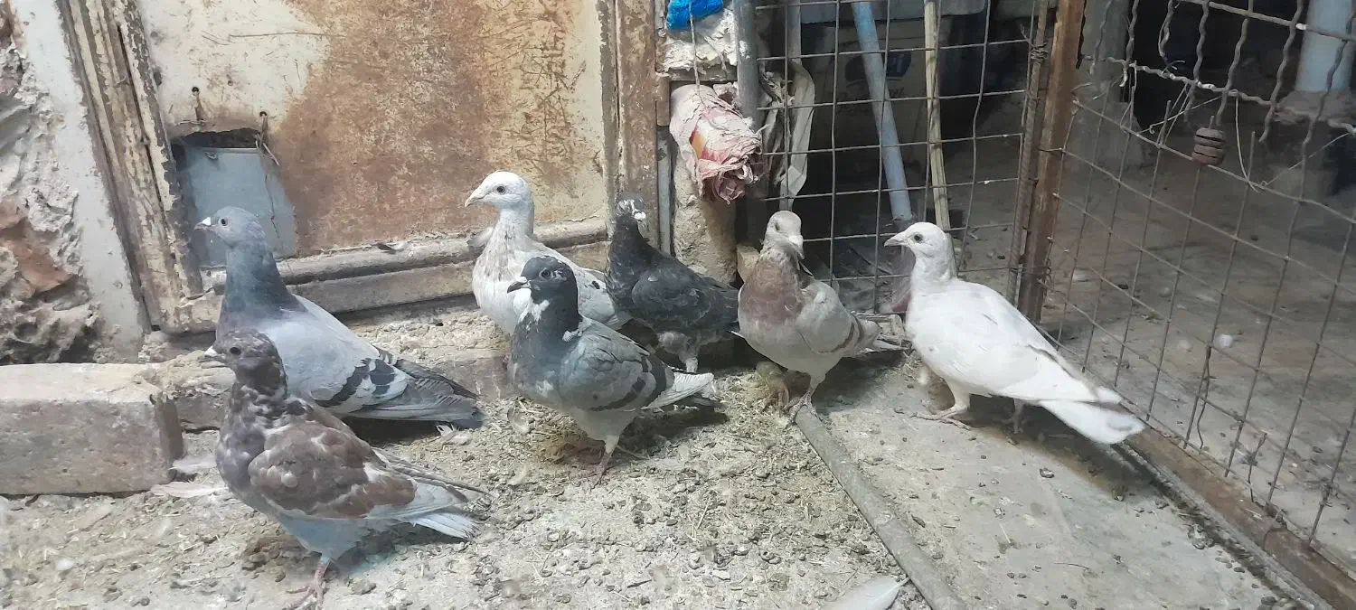 کفتر جوونه نر|پرنده|جلگه ماژان, |دیوار