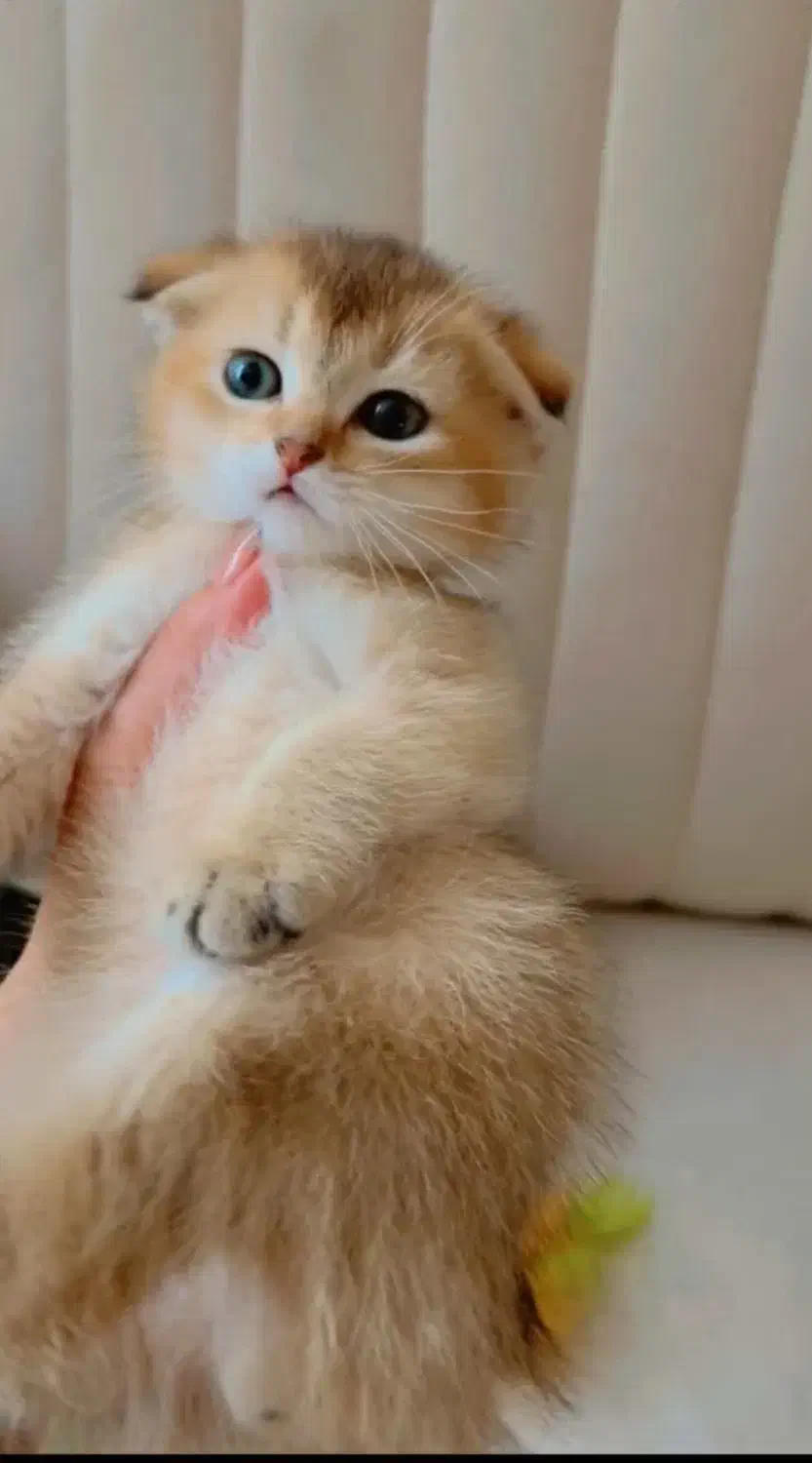 پیشی طلایی|گربه|شیراز, شاه قلی بیگی|دیوار