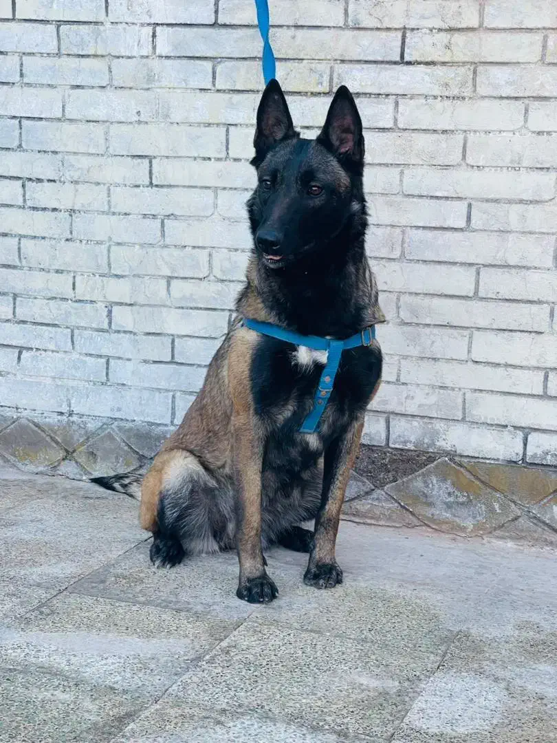 واگذاری مالینویزموادیاب|سگ|بم, |دیوار