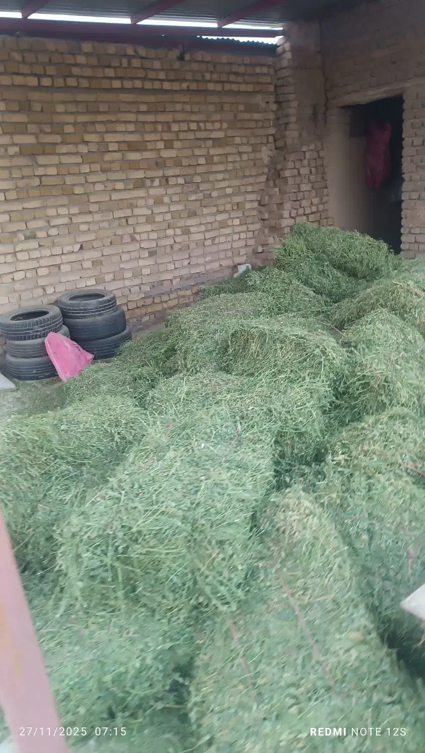 فروش یونجه|عمده‌فروشی|دشتابی, |دیوار