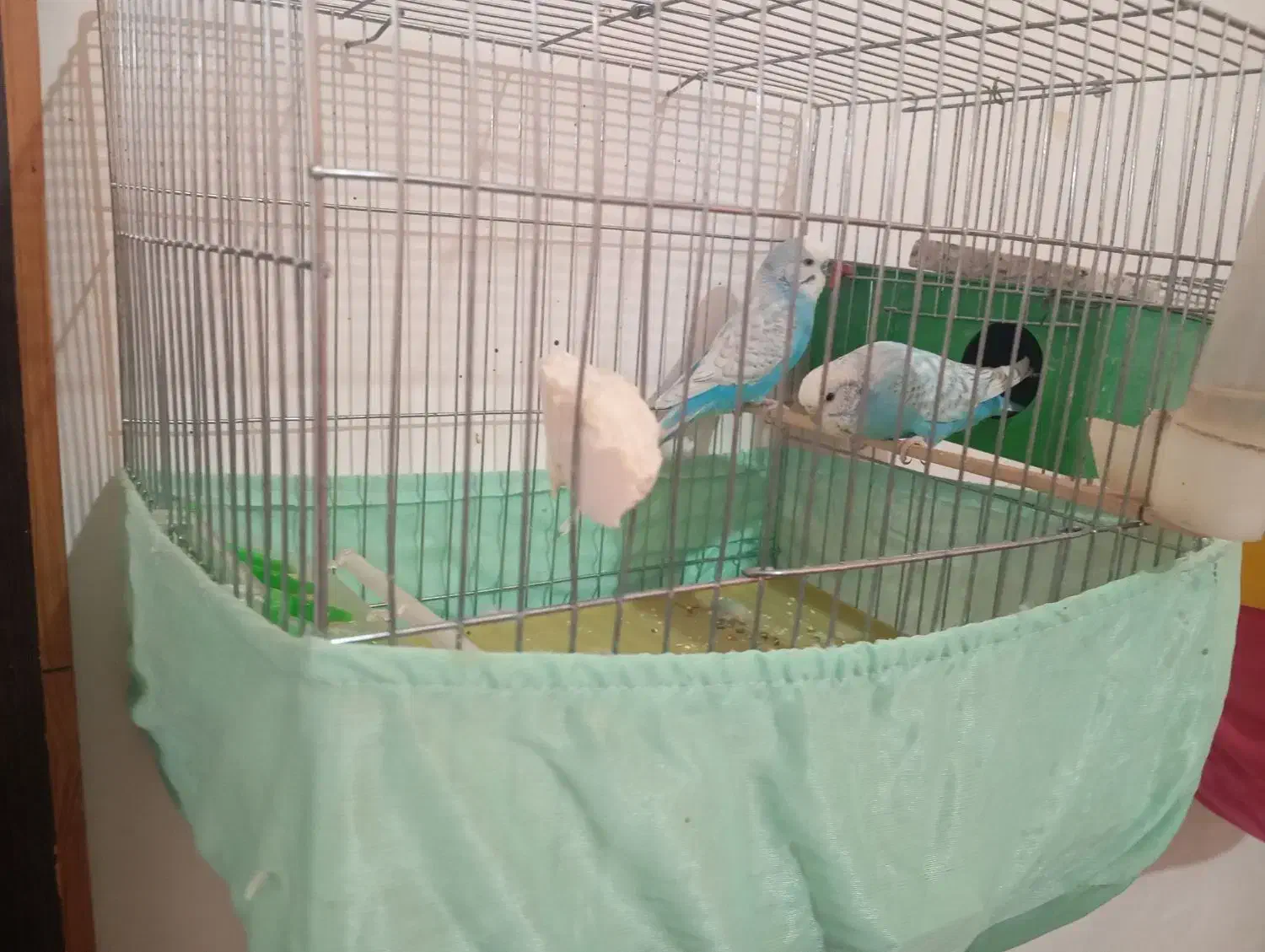 مرغ عشق دو رگ انگلیسی|پرنده|زرندیه, |دیوار