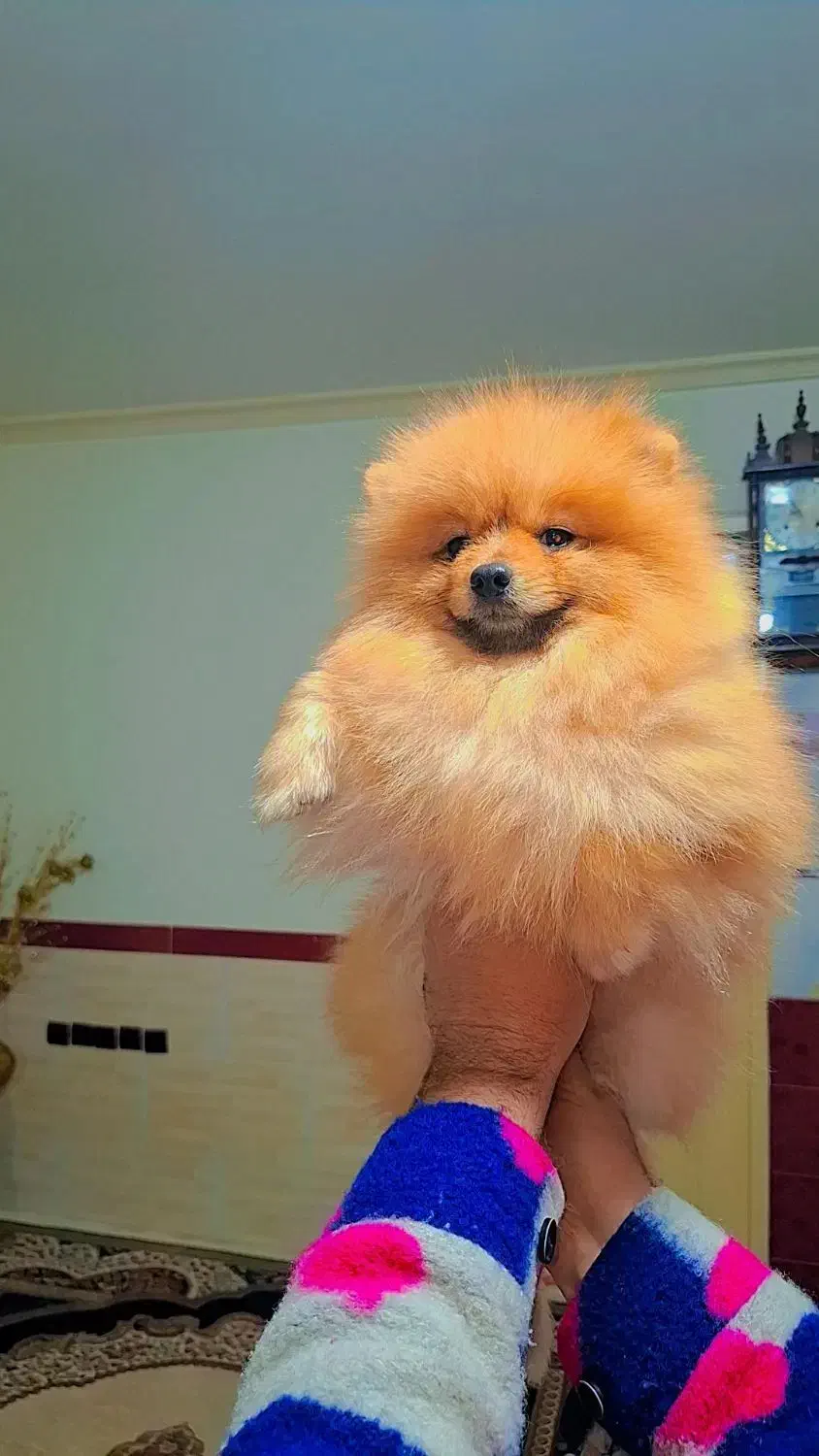 پامر خرسی بوفیس|سگ|رشت, دیانتی|دیوار