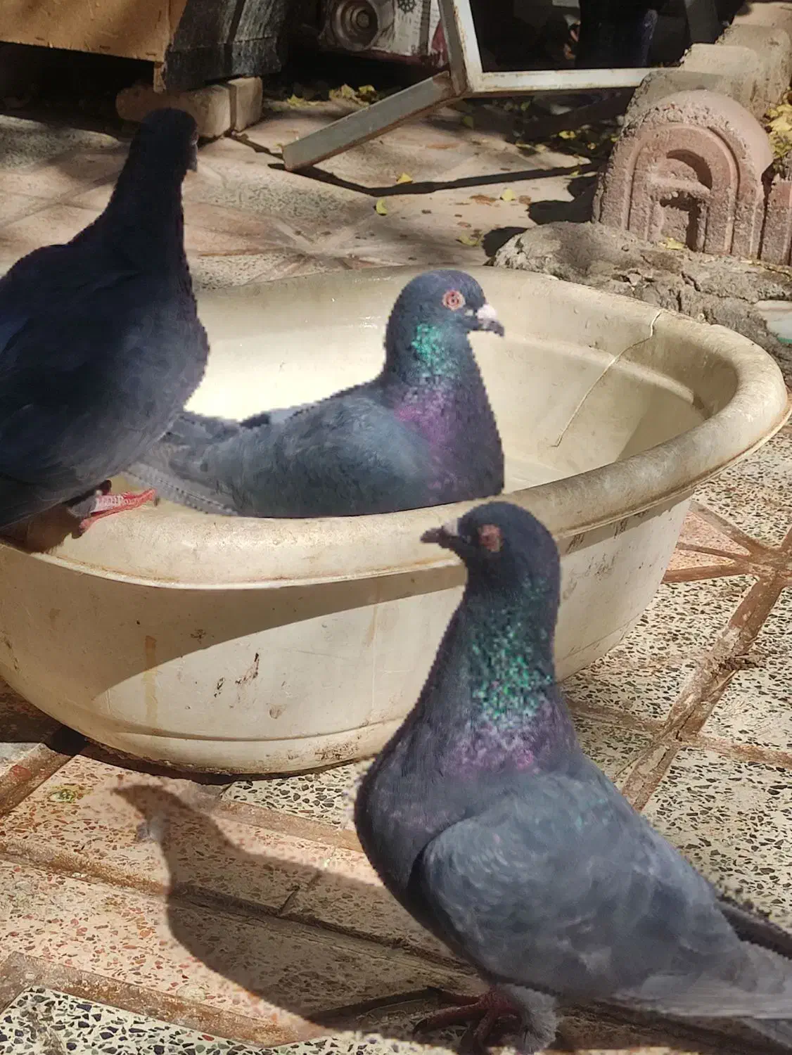 ۳تا نر زاغ ویدونه ماده زرد|پرنده|کرمان, |دیوار