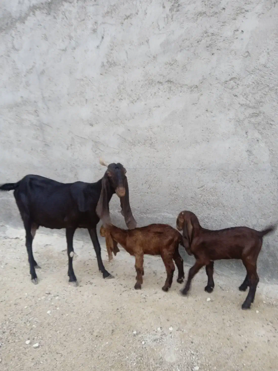 بز پاکستانی خورمای کهردار یک بز آبستن|حیوانات مزرعه|بندر دیر, |دیوار