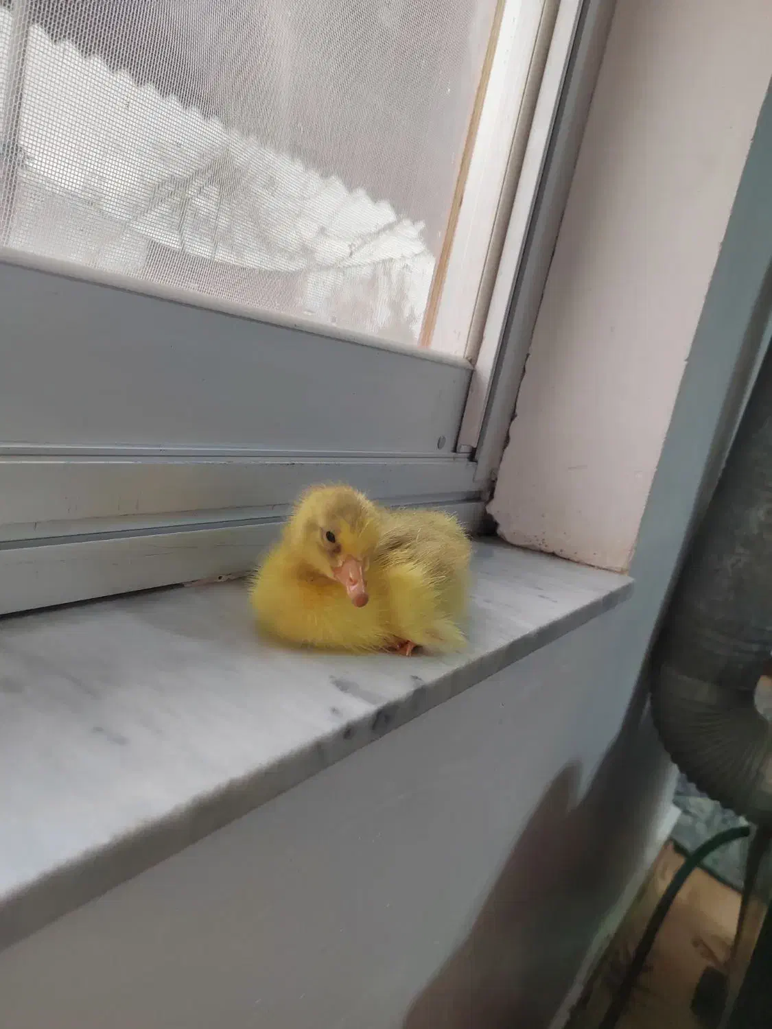 جوجه غاز محلی|حیوانات مزرعه|رضوانشهر, |دیوار