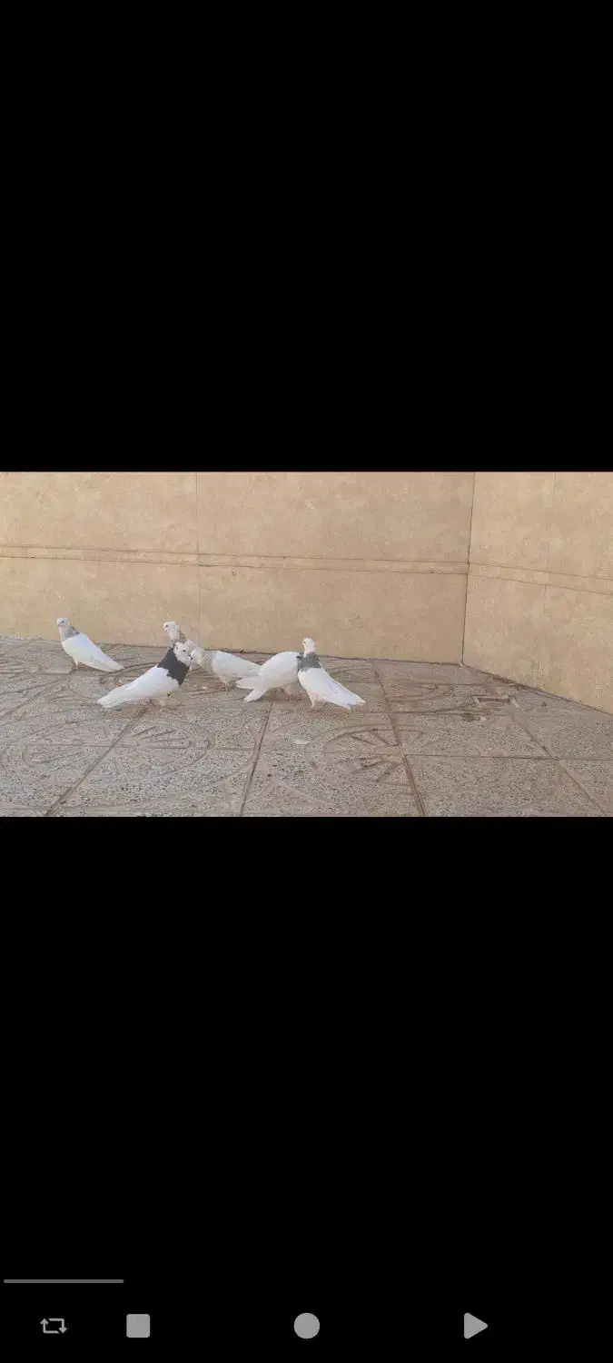 کبوتر|پرنده|خضر آباد, |دیوار