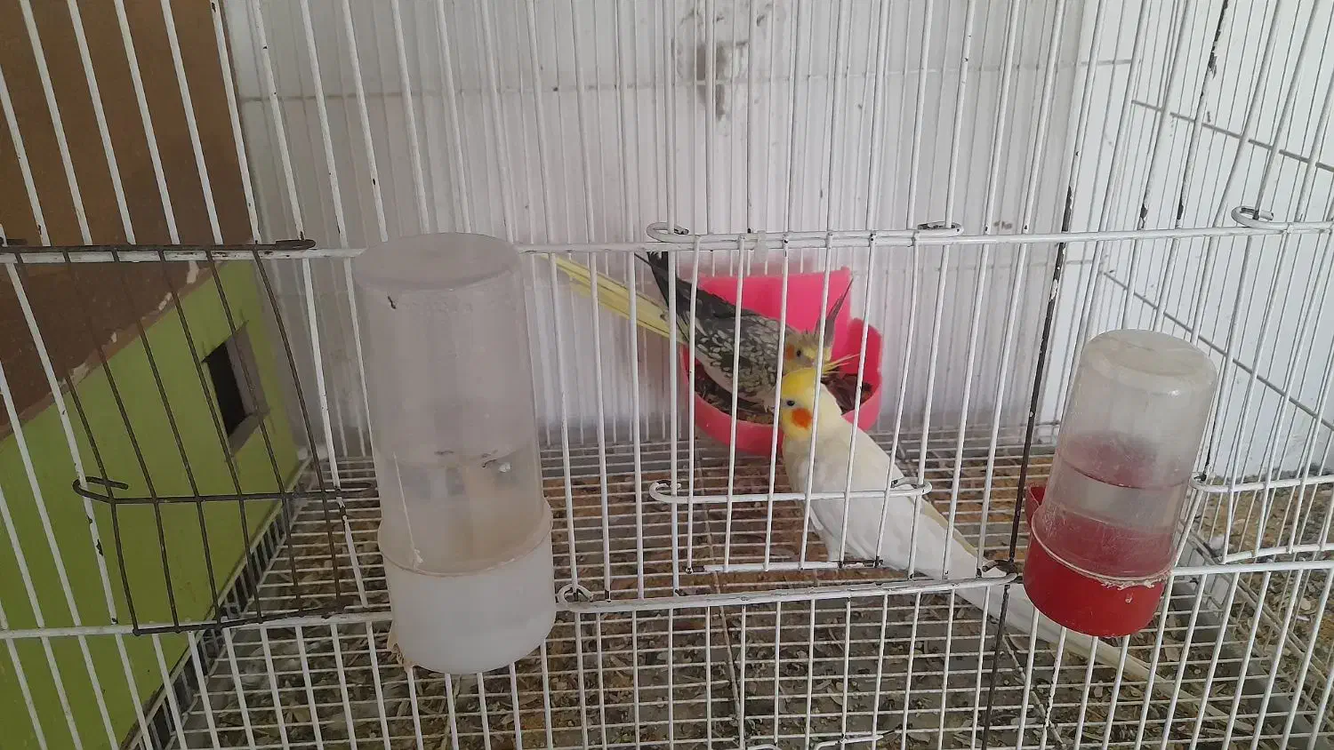 عروس هلندی|پرنده|شهرآباد, |دیوار