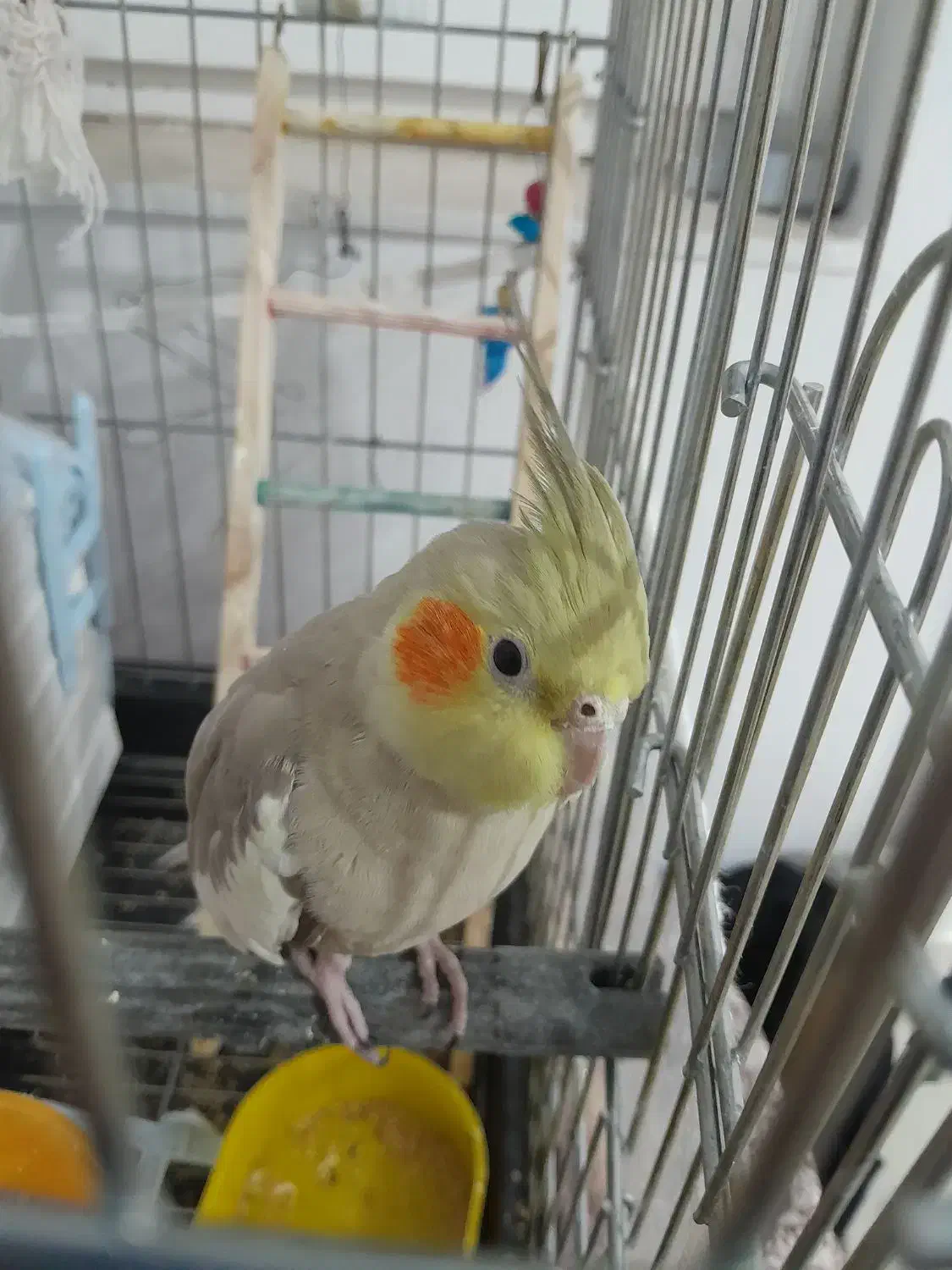 عروس هلندی ماده دستی|پرنده|بیرجند, |دیوار