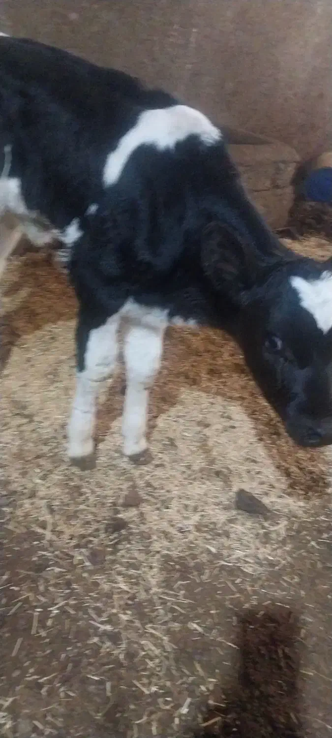 گوساله نر|حیوانات مزرعه|نوشین شهر, |دیوار