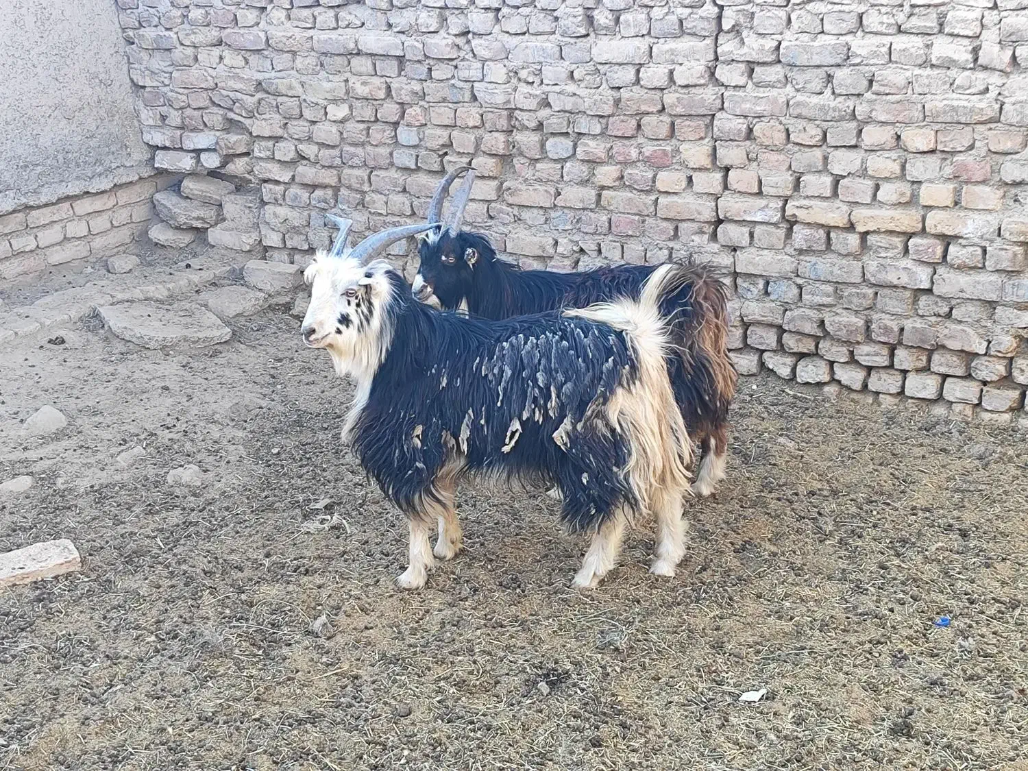 دوراس بزغاله نر|حیوانات مزرعه|تهران, افسریه شمالی|دیوار