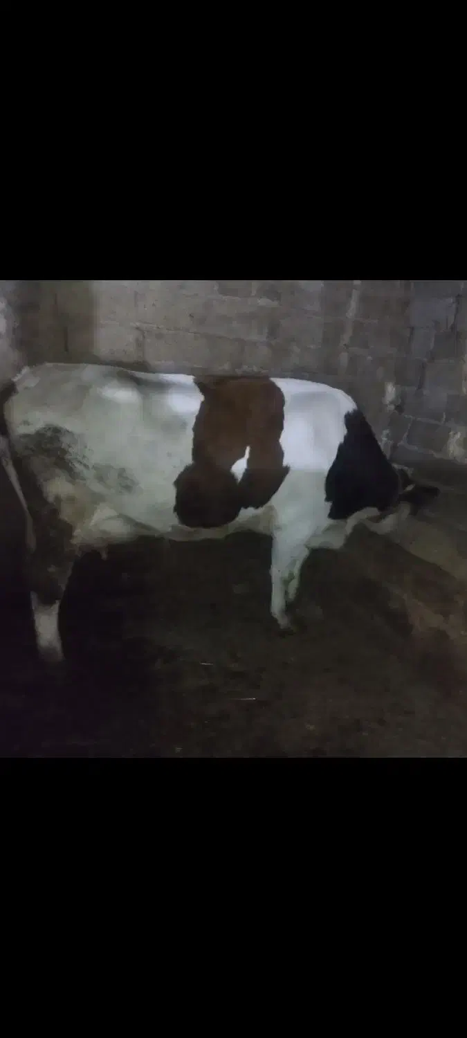 یک عددگاو سبمینتال شش دندان باگوساله قرمزنر|حیوانات مزرعه|هشترود, |دیوار