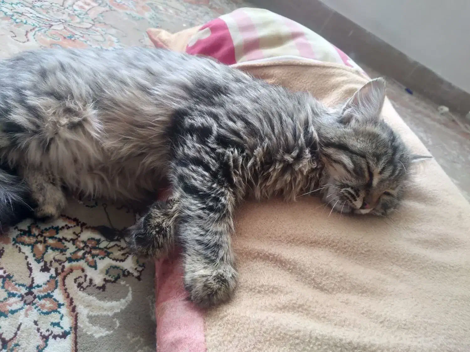 گربه میخوام|گربه|قائن, |دیوار