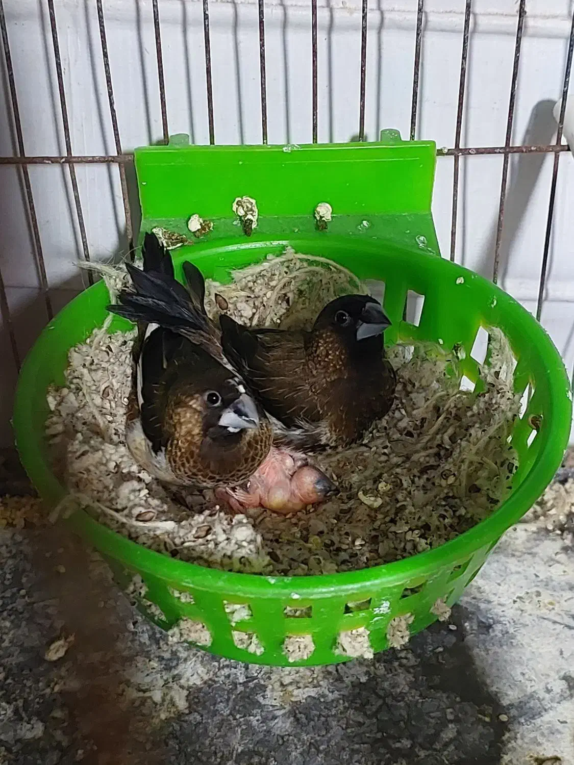 فنچ بنگالی جفت مولد|پرنده|تهران, شیوا|دیوار