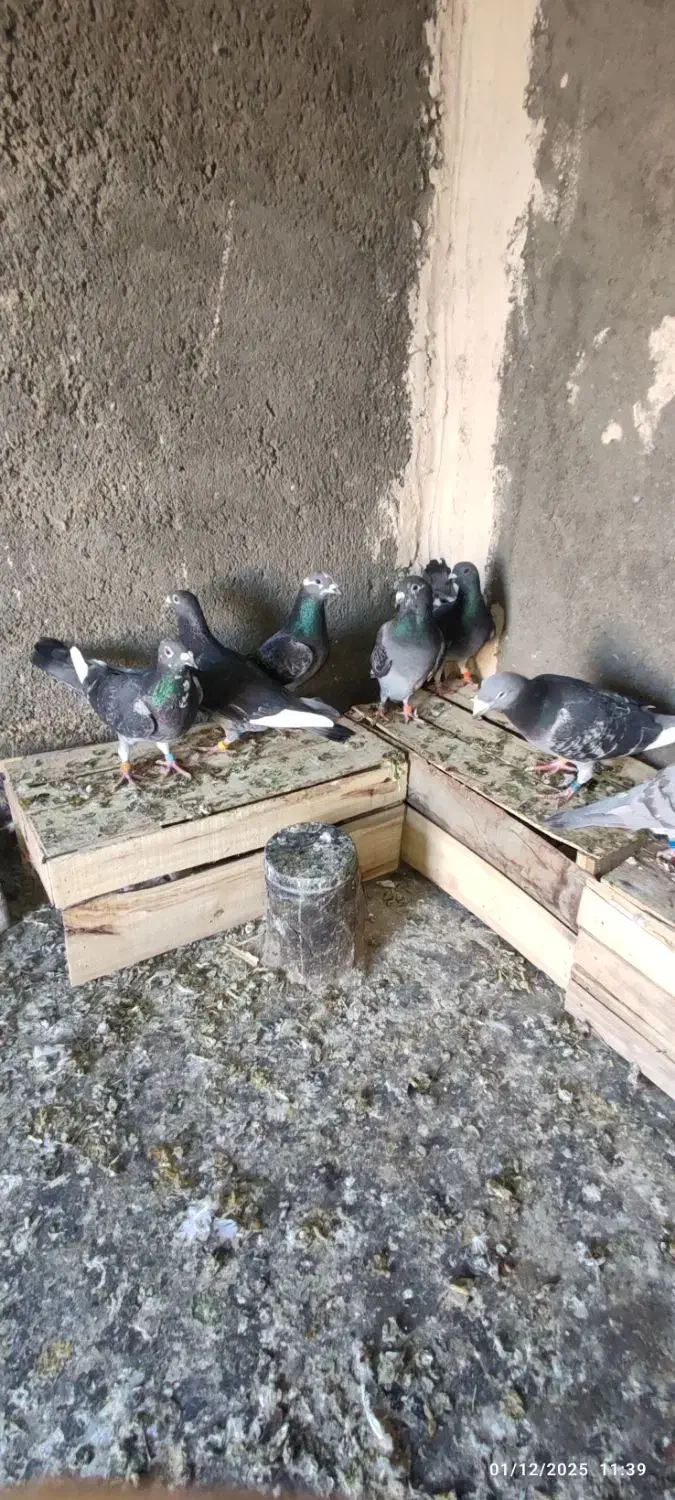 پلاکی اهوازی آلمانی|پرنده|مشهد, مهدی آباد|دیوار