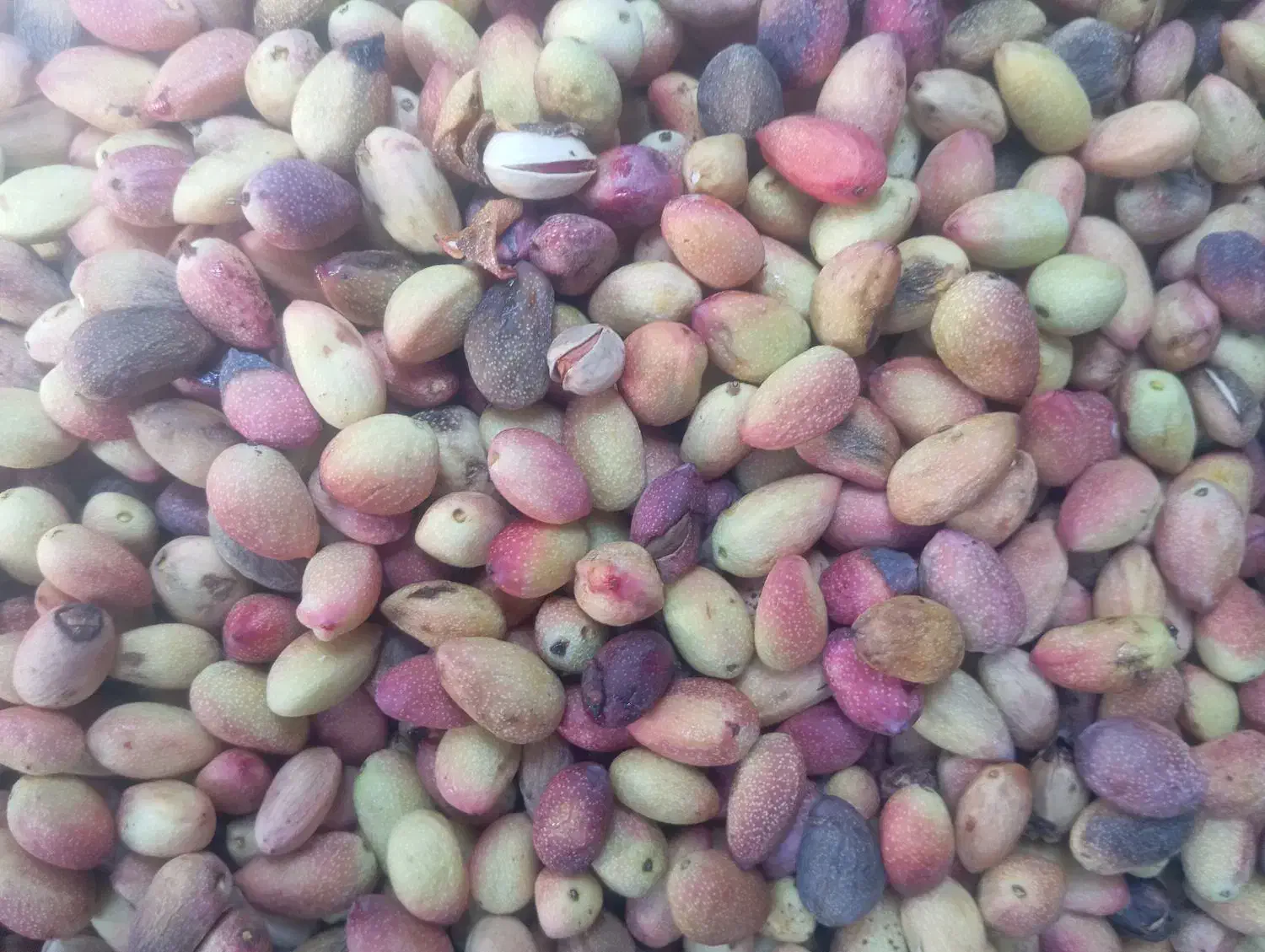 پسته خام|خوردنی و آشامیدنی|شیراز, شهرک گلها|دیوار