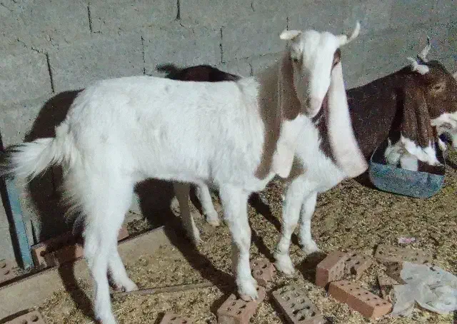 فروشی|حیوانات مزرعه|سراوان, |دیوار