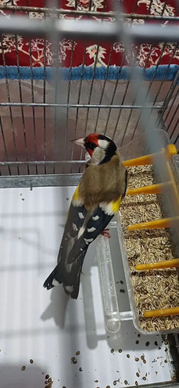 سهره|پرنده|ابهر, |دیوار