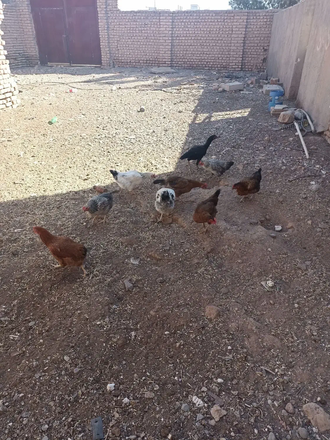 هفت تا مرغ|حیوانات مزرعه|سلامی, |دیوار