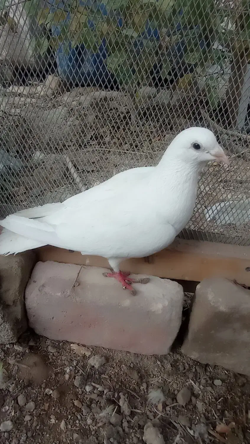 کبوتر|پرنده|سراوان, |دیوار