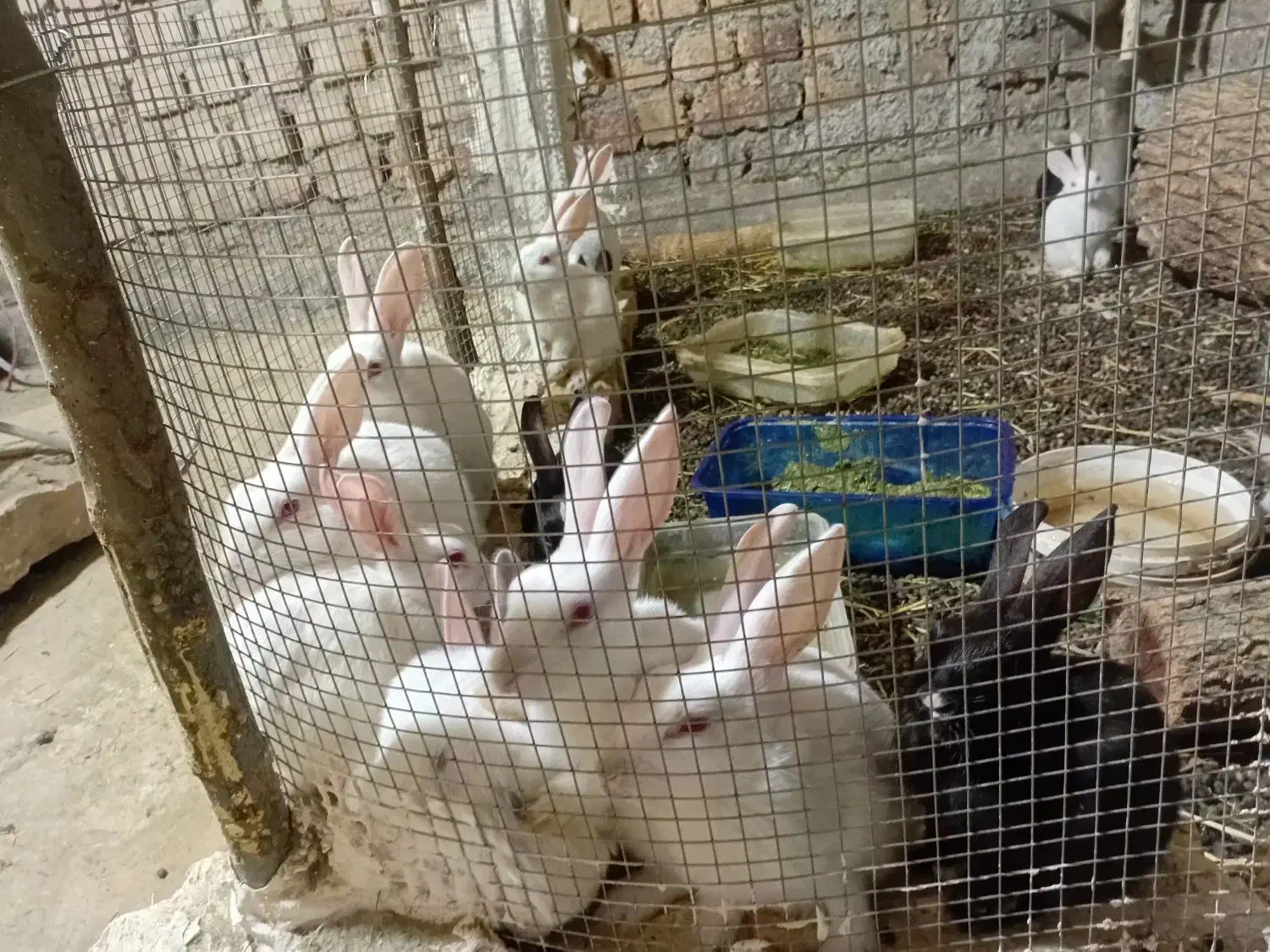 فروش خرگوش|موش و خرگوش|سلفچگان, |دیوار