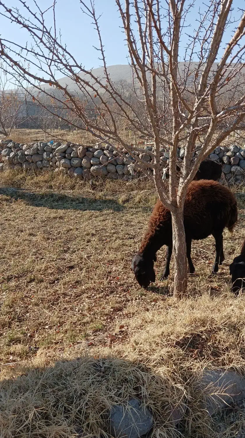 گوسفند بز|حیوانات مزرعه|باسمنج, |دیوار