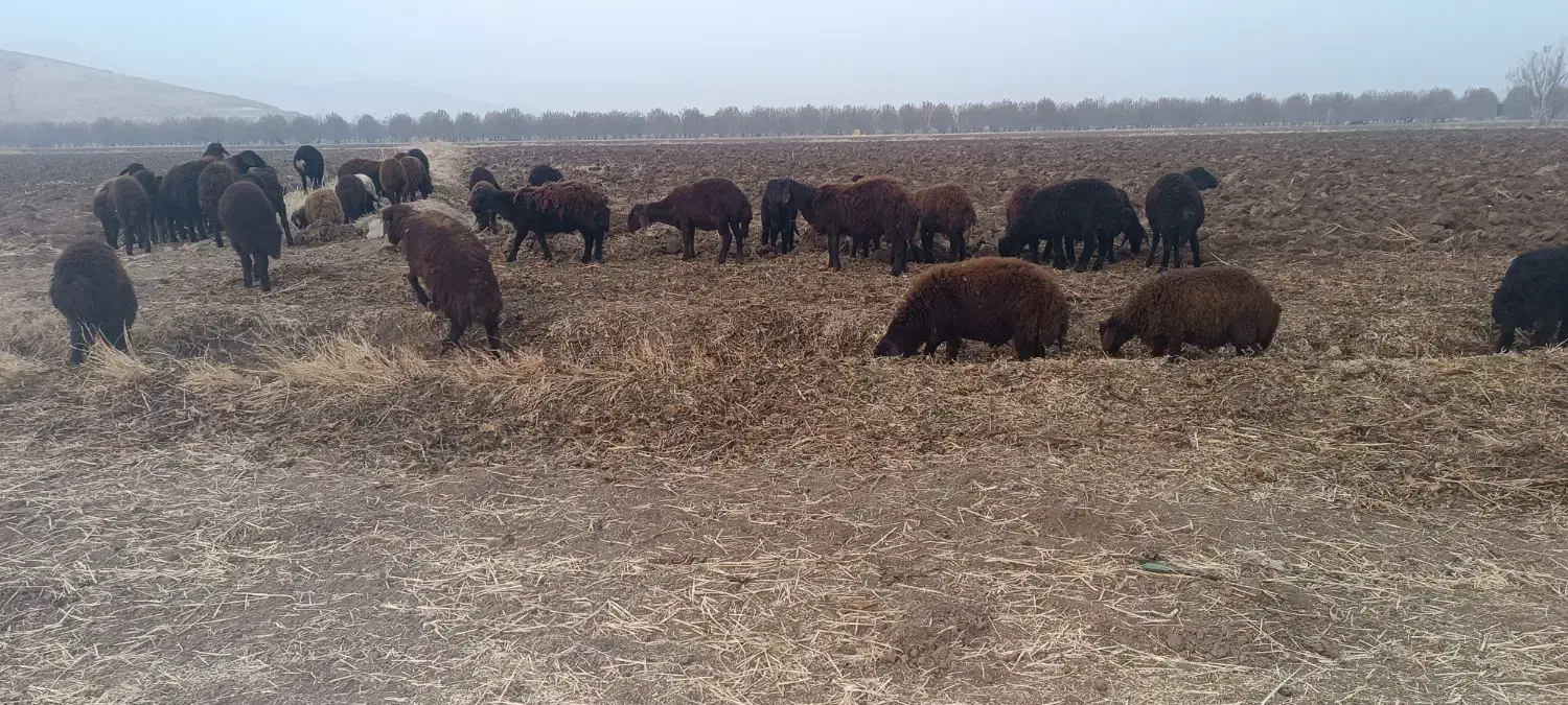 61بره نر دشتی نیم گوشت36ملیون|حیوانات مزرعه|نقده, |دیوار