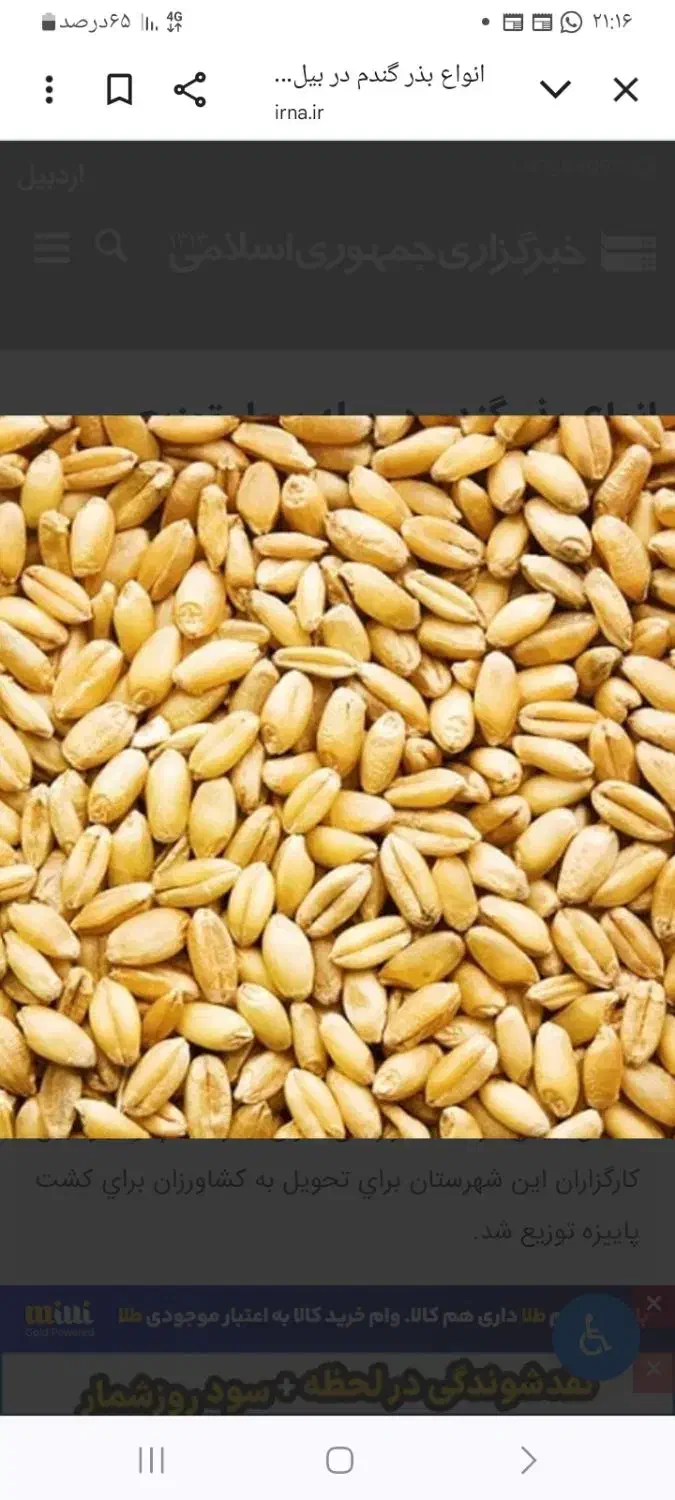 بذر گندم|خدمات باغبانی و درختکاری|کمیجان, |دیوار