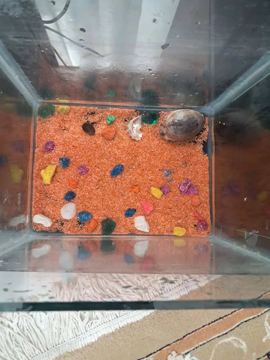 آکواریم و پمپ|ماهی|گلبهار, شهر جدید گلبهار|دیوار