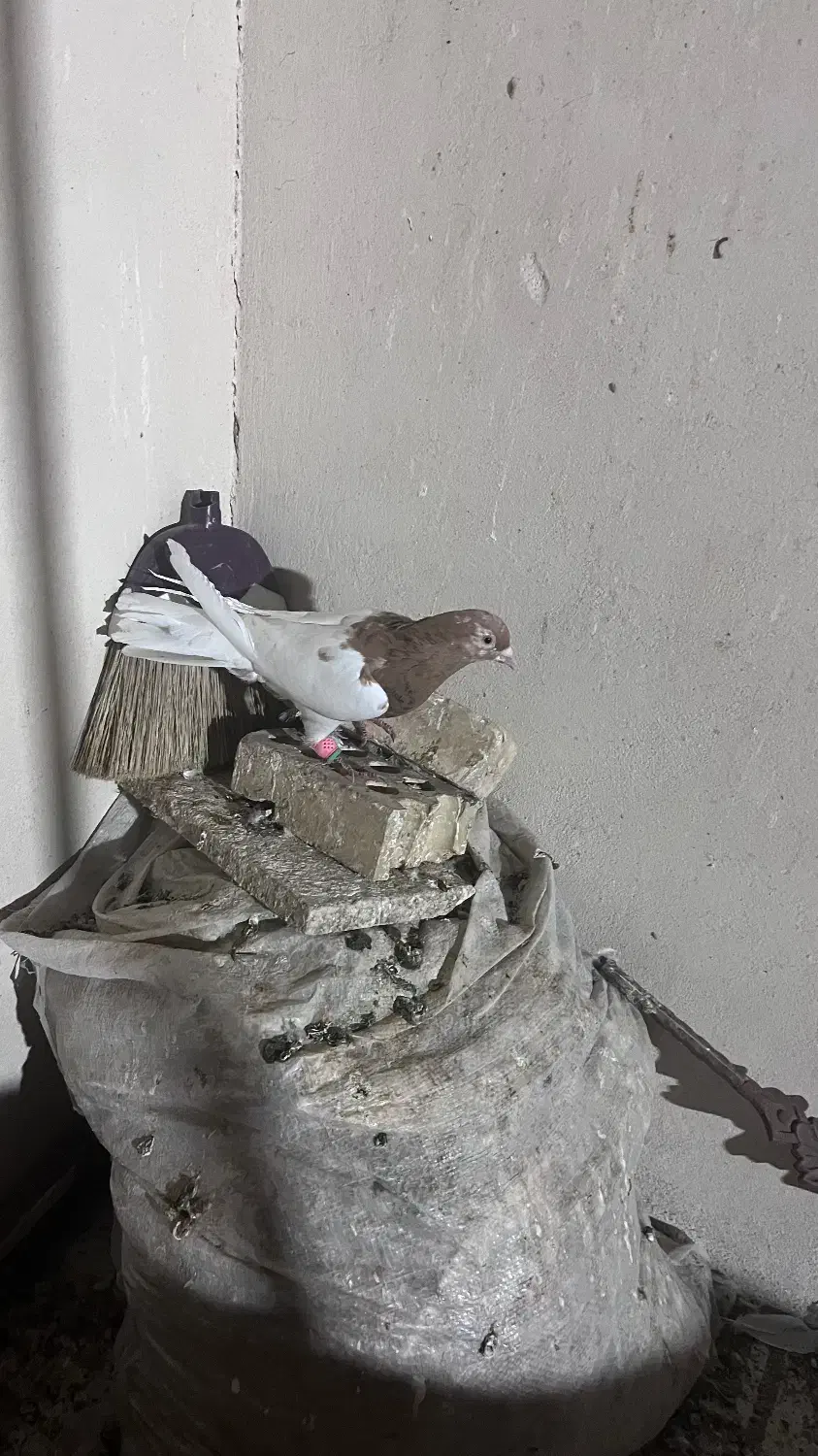 کفتر رنگه|پرنده|مشهد, شهید قربانی|دیوار