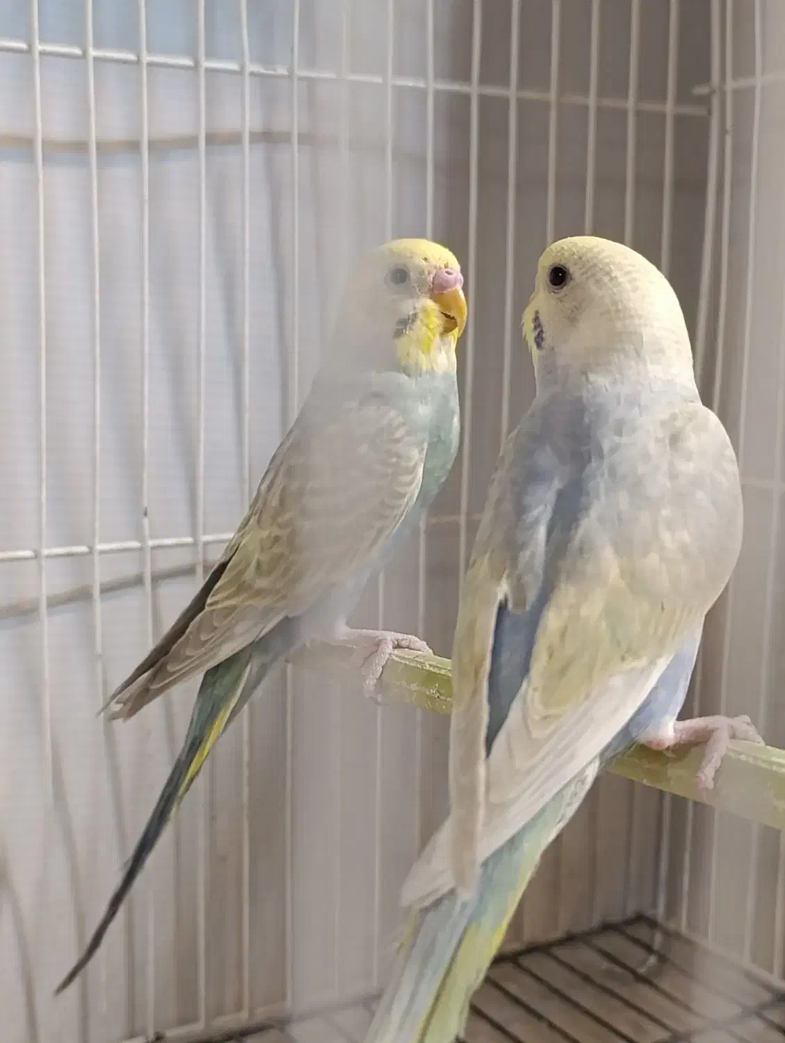 سه جفت مرغ عشق رینبو|پرنده|تربت جام, مطهری|دیوار