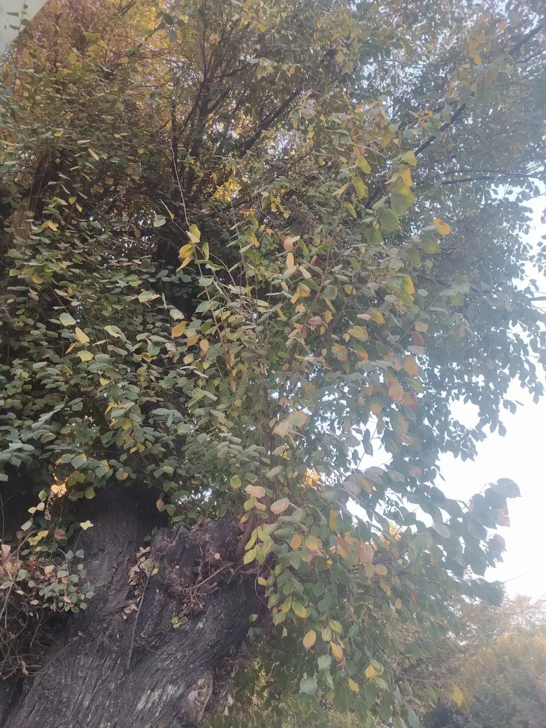 خدماتی نگین پارسیان|خدمات نظافت|گلپایگان, |دیوار