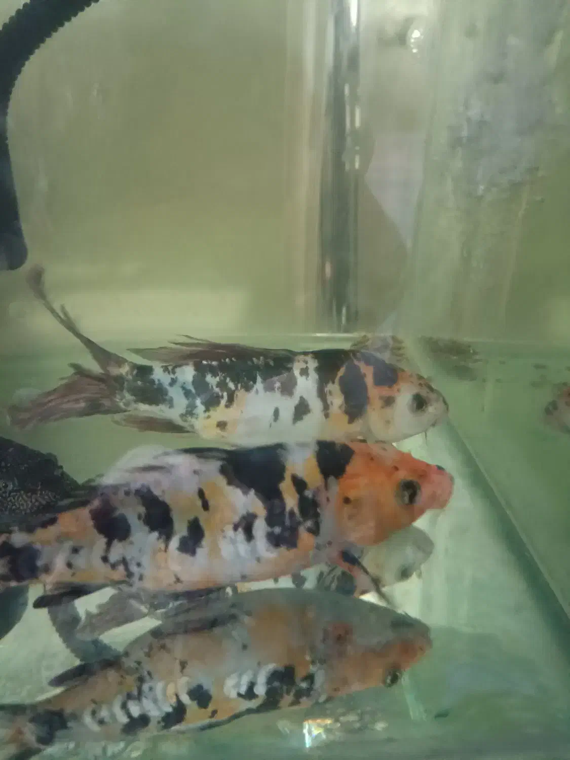 ماهی کوی|ماهی|تهران, نبی اکرم|دیوار