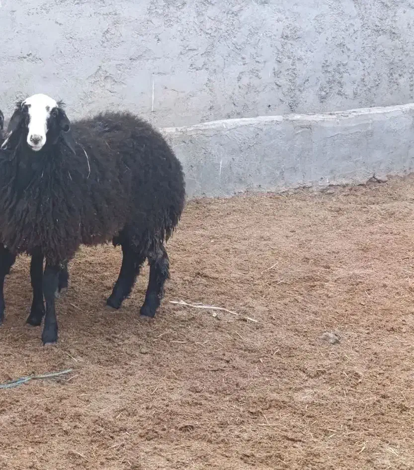 بره ماده ناب شال|حیوانات مزرعه|تاکستان, |دیوار