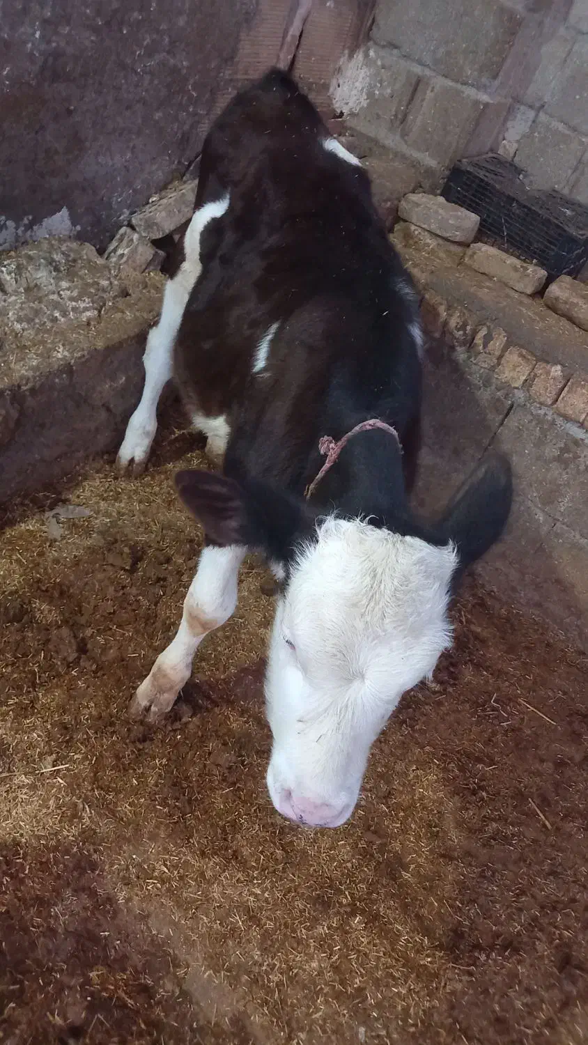 ۶۰میلیون|حیوانات مزرعه|گرگان, |دیوار