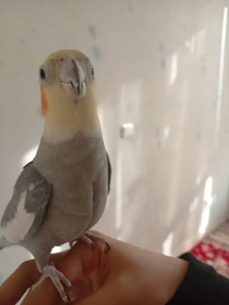 عروس هلندی نر|پرنده|تهران, هفده شهریور|دیوار