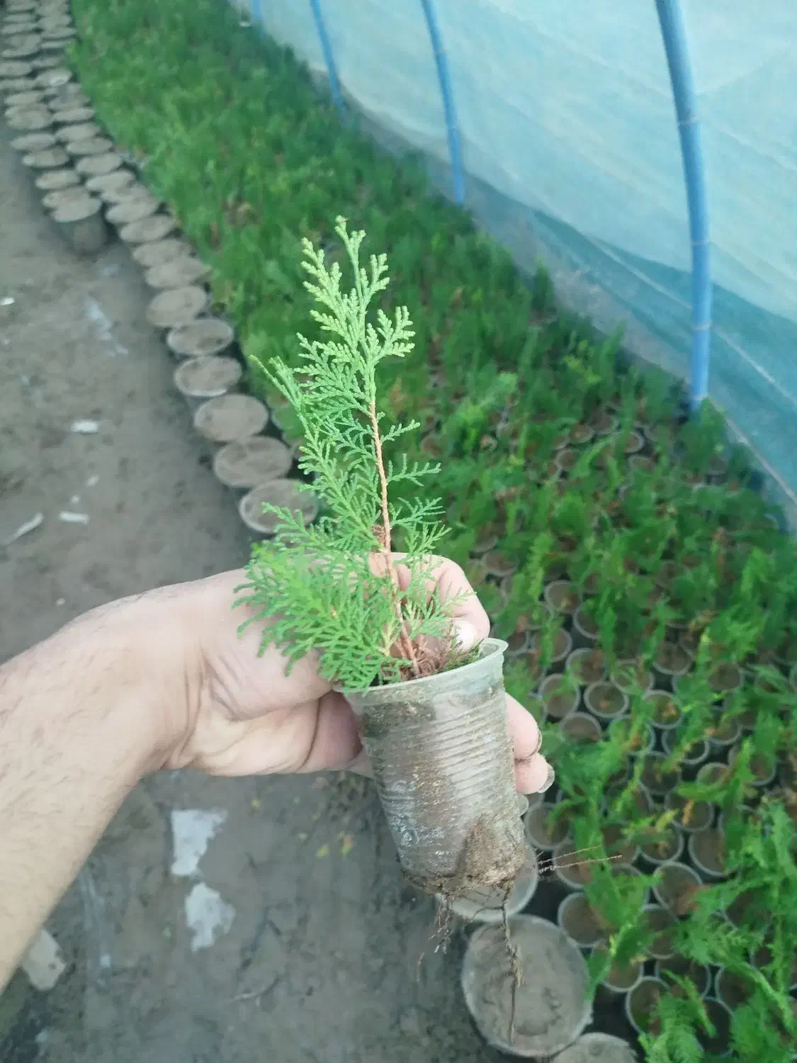 کامیس نوکدار اصل|خدمات باغبانی و درختکاری|کلاچای, |دیوار