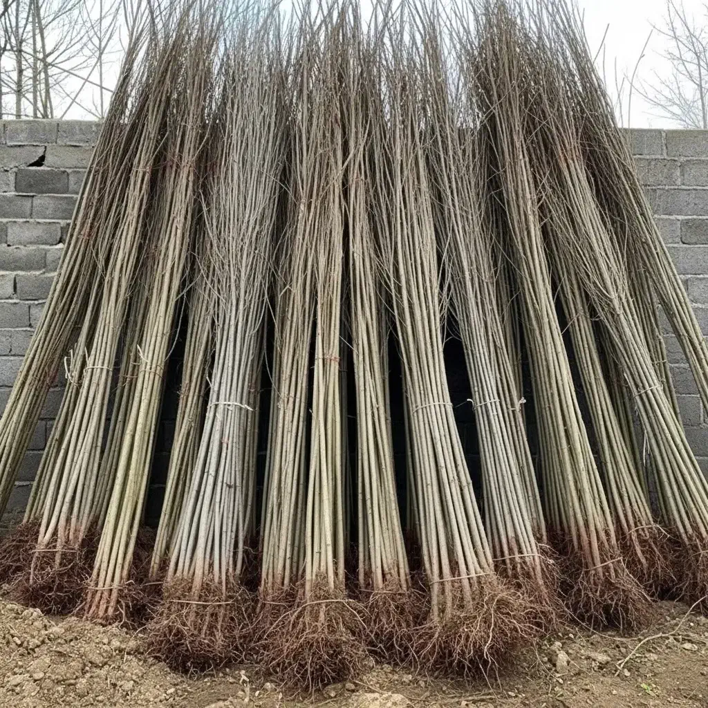 نـهال صنوبر ارزان و با کیفیت عالی|حراج|مریوان, |دیوار