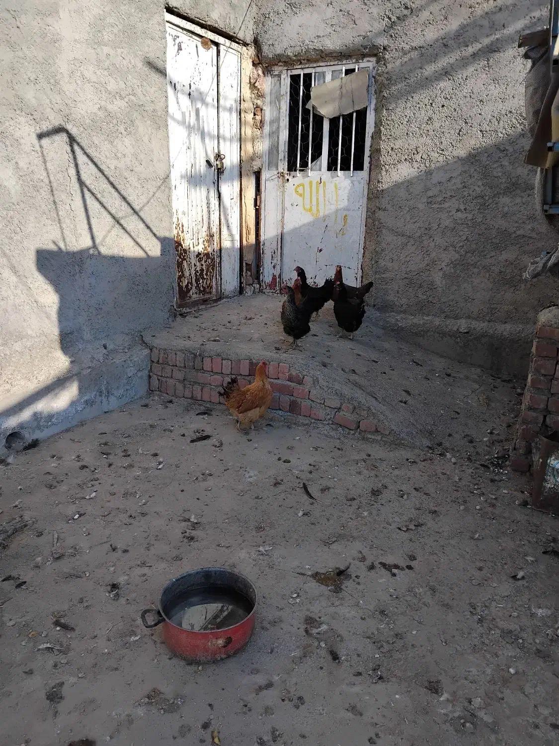 مرغ محلی|حیوانات مزرعه|مریوان, |دیوار